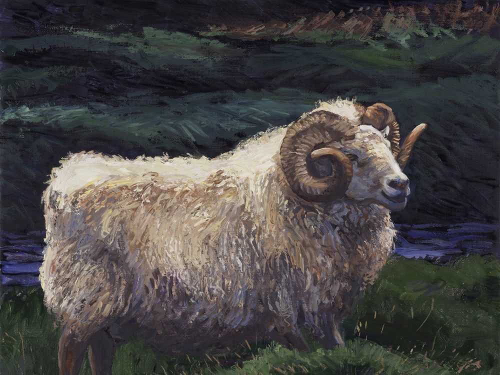 Icelandic Ram